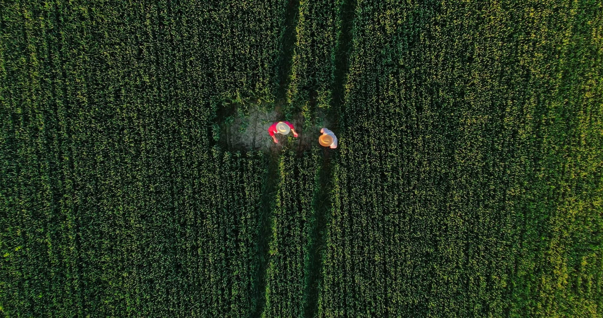 Luftaufnahme grüner Felder mit Erntemaschinen