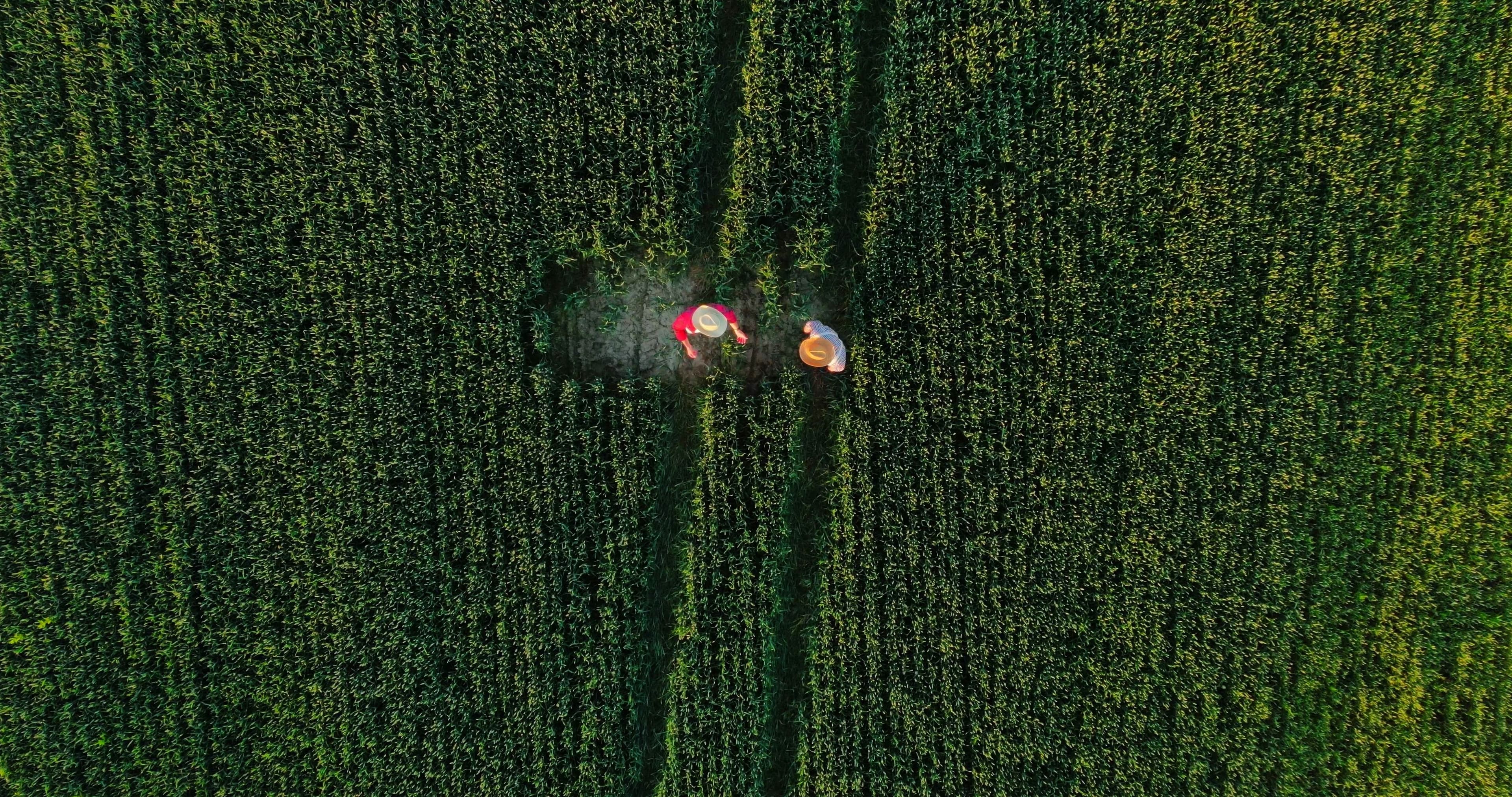 Luftaufnahme grüner Felder mit Erntemaschinen