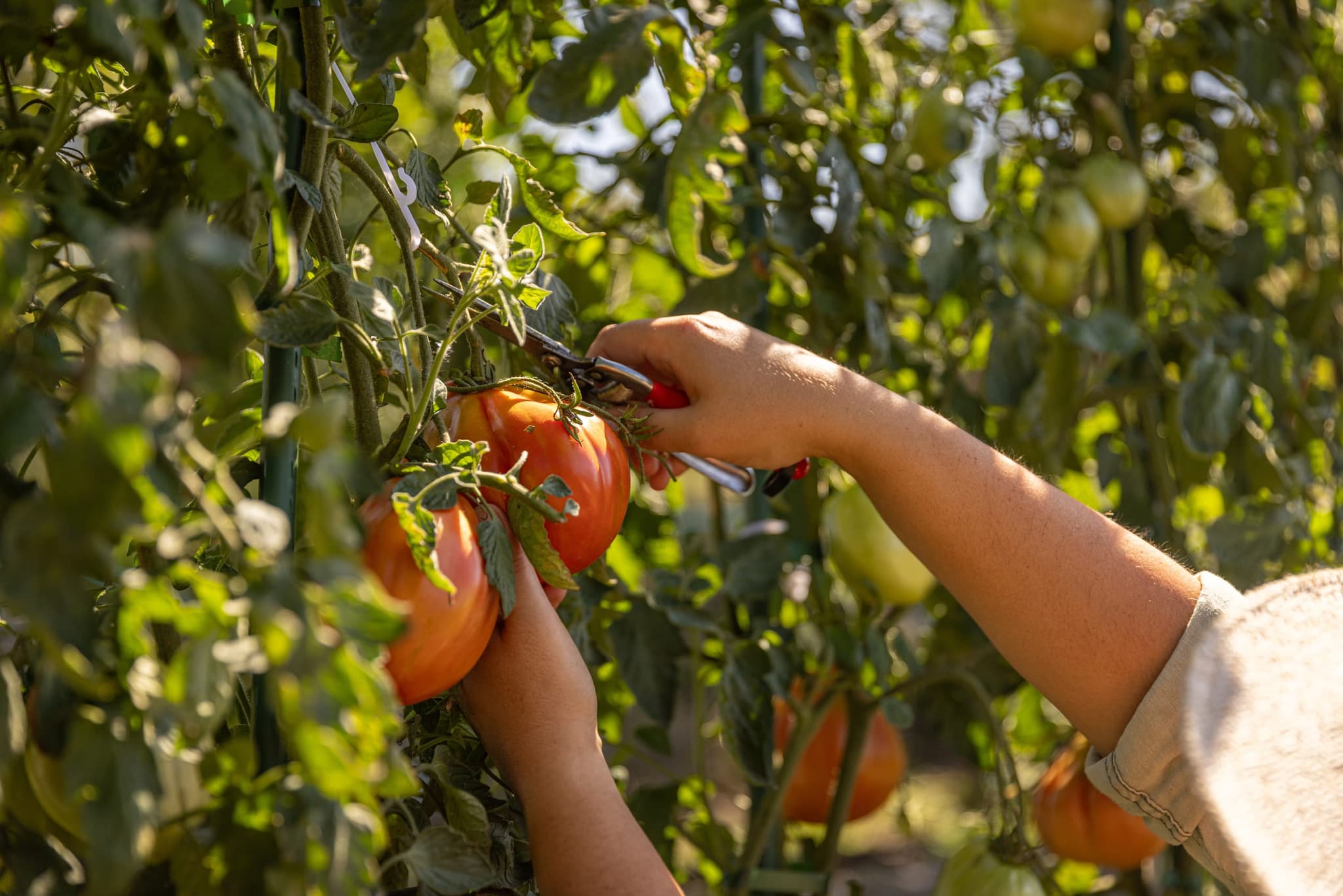 Tomaten werden frisch geerntet