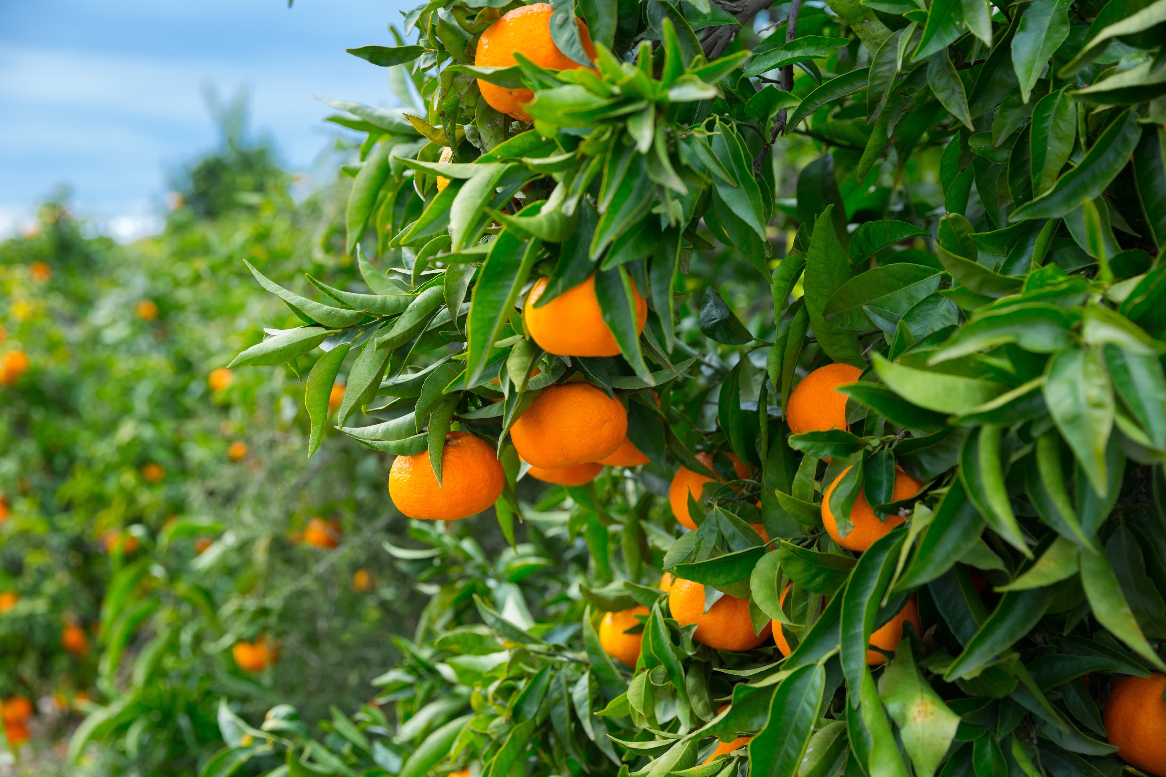 Orangenbaum mit reifen Südfrüchten